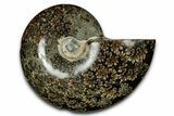 Polished Ammonite (Cleoniceras) Fossil - Madagascar #339162-1